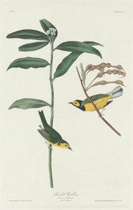 Huppari, 1831. tekijältä Robert Havell
