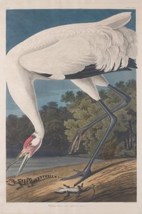 Hooping Crane, 1834. tekijältä Robert Havell
