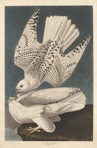 Islanti tai Jer Falcon, 1837. tekijältä Robert Havell