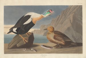 Kuningas Ankka, 1835.