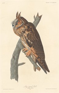 Pitkäkorvapöllö, 1837. tekijältä Robert Havell