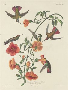 Mangrove Humming Bird, 1834. tekijältä Robert Havell