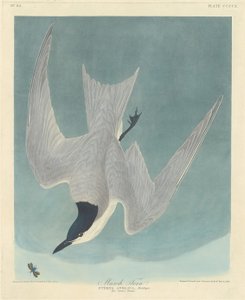 Suotiira, 1838. tekijältä Robert Havell