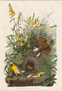 Meadow Lark, 1832. tekijältä Robert Havell