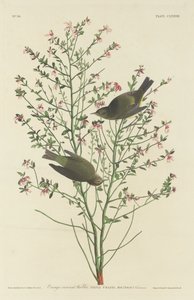 Oranssikruunuinen hirvi, 1833. tekijältä Robert Havell
