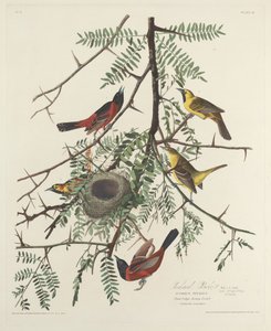 Orchard Oriole, 1828. tekijältä Robert Havell