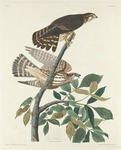 Pigeon Hawk, 1830. tekijältä Robert Havell