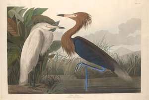 Purple Heron, 1835. tekijältä Robert Havell