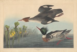 Punarintainen, 1838. tekijältä Robert Havell