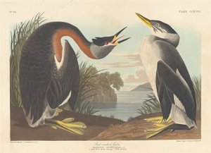 Punakaulavihku, 1836. tekijältä Robert Havell