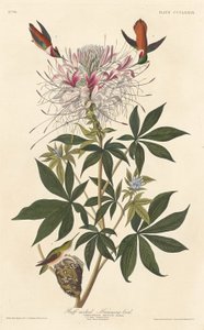 Ruffkaulinen kolibri, 1837. tekijältä Robert Havell