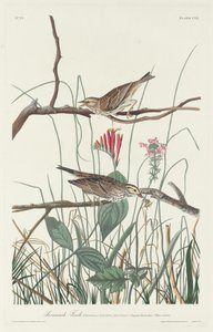 Savannah Finch, 1831. tekijältä Robert Havell