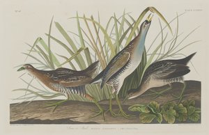Sora tai Rail, 1834. tekijältä Robert Havell