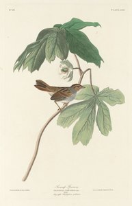 Suon varpunen, 1829. tekijältä Robert Havell