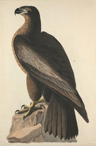Washingtonin lintu eli suuri amerikkalainen merikotka, 1827.