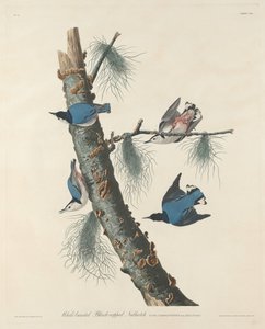 Valkorintainen mustahattuinen pähkinähattu, 1832. tekijältä Robert Havell