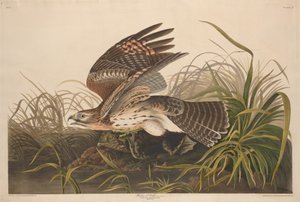 Winter Hawk, 1829. tekijältä Robert Havell