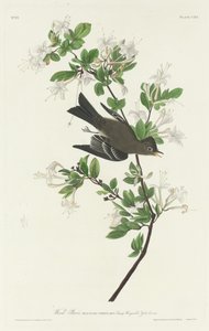 Wood Pewee, 1831. tekijältä Robert Havell