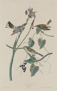 Keltakruunukirkko, 1832. tekijältä Robert Havell