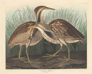 American Bittern tekijältä Robert Havell after John James Audubon