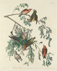 American Crossbill tekijältä Robert Havell after John James Audubon