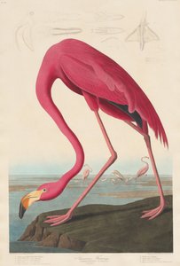 Amerikkalainen flamingo