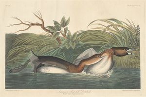 Amerikkalainen Pied-Bill Dobchick tekijältä Robert Havell after John James Audubon