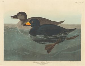 Amerikkalainen Scoter Duck tekijältä Robert Havell after John James Audubon