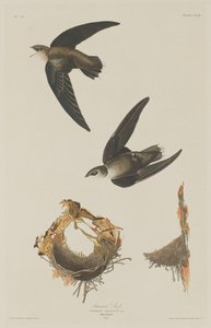 Amerikkalainen Swift tekijältä Robert Havell after John James Audubon