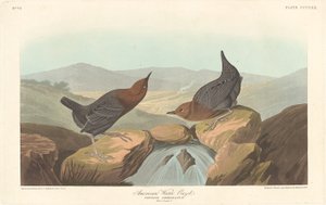 American Water Ouzel tekijältä Robert Havell after John James Audubon