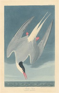 Lapintiira tekijältä Robert Havell after John James Audubon