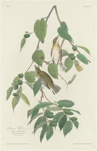 Syksykirkko tekijältä Robert Havell after John James Audubon