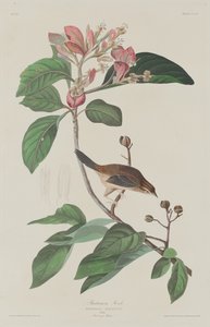 Bachmans Finch tekijältä Robert Havell after John James Audubon