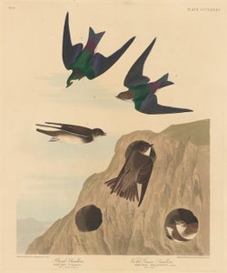 Pankkipääskynen ja violetinvihreä pääskynen tekijältä Robert Havell after John James Audubon
