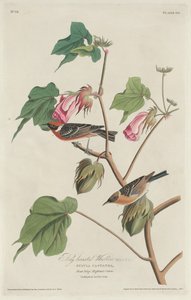 Lahtirintainen hirvi tekijältä Robert Havell after John James Audubon