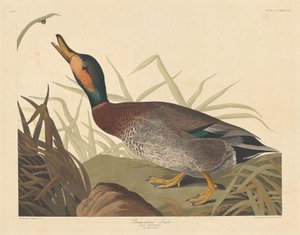 Huijattu ankka tekijältä Robert Havell after John James Audubon