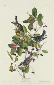 Black-Pool Warbler tekijältä Robert Havell after John James Audubon