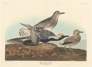 Mustavatsa Plover tekijältä Robert Havell after John James Audubon