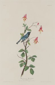 Mustakurkkusinikirkko tekijältä Robert Havell after John James Audubon