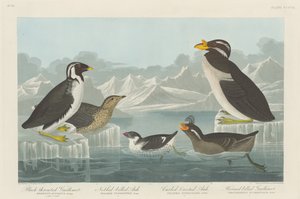 Mustakurkku-Gillemot, Nobbed-Billed Auk, Curled-Crested Auk ja Horned-billed Guillemot tekijältä Robert Havell after John James Audubon