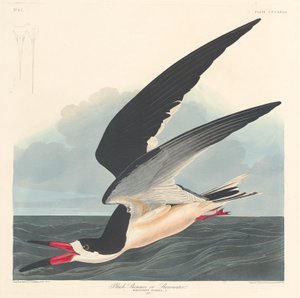 Musta Skimmer tekijältä Robert Havell after John James Audubon