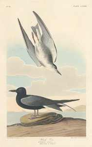 Mustatiira tekijältä Robert Havell after John James Audubon