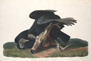 Musta Korppikotka tekijältä Robert Havell after John James Audubon