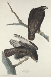 Musta soturi tekijältä Robert Havell after John James Audubon