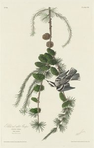 Mustavalkoinen Creeper tekijältä Robert Havell after John James Audubon