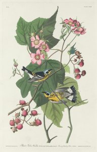 Musta ja keltainen parta tekijältä Robert Havell after John James Audubon