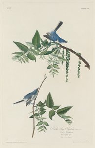 Siniharmaa perhosieppo tekijältä Robert Havell after John James Audubon