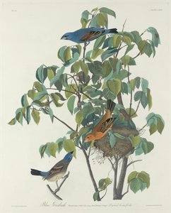Sininen Grosbeak tekijältä Robert Havell after John James Audubon