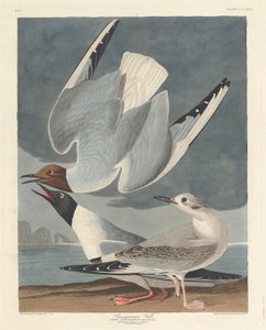 Bonapartian lokki tekijältä Robert Havell after John James Audubon