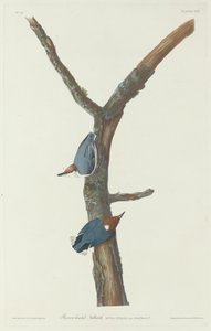 Ruskeapäinen pähkinä tekijältä Robert Havell after John James Audubon